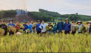 Xã Phượng Nghi, Cán bộ, chiến sỹ lực lượng vũ trang, công chức, viên chức giúp nhân dân thu hoạch lúa tránh bão và phòng, chống dịch COVID-19