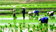 Phương án Sản xuất vụ Thu Mùa năm 2023