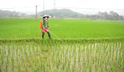 Thông báo về việc quản lý sâu bệnh hại lúa đầu vụ Mùa năm 2023