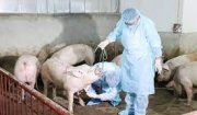 Tăng cường công tác phòng chống bệnh dịch tả lợn Châu phi