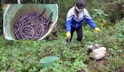 Tăng cường công tác phòng ngừa, xử lý tình trạng dùng kích điện đánh bắt, chế biến, tiêu thụ giun đất trên địa bàn xã.