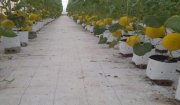 Hiệu quả mô hình trồng dưa Kim Hoàng hậu trong nhà màng tại Fram Quyết Thắng, thôn Cộng Thành, xã Phượng Nghi