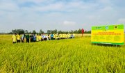 Cánh đồng lúa thông minh