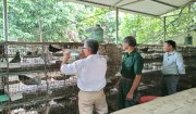 Hội Cựu chiến binh phát huy hiệu quả kinh tế từ nguồn vốn chính sách.
