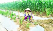 Triển khai Phương án sản xuất vụ Xuân năm 2025